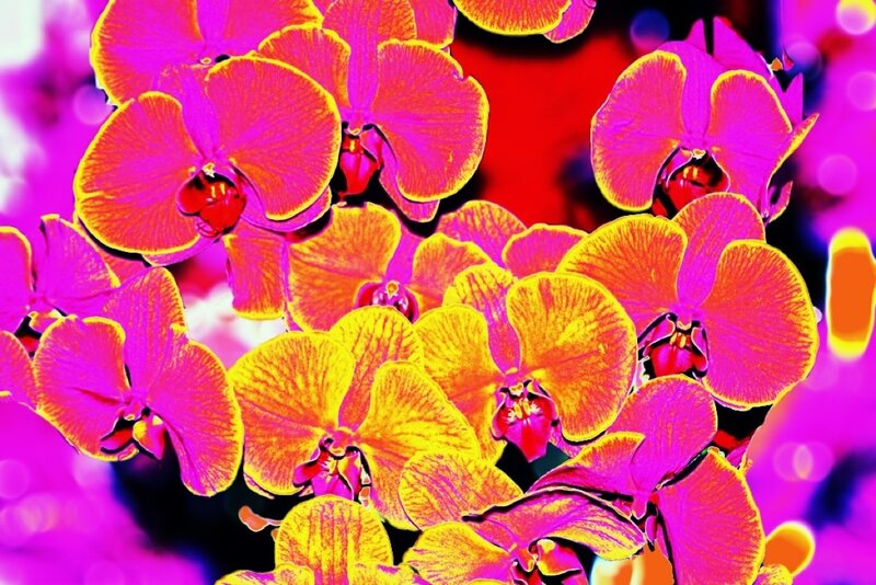 Vibrant Orchid Flowers — Pink, Digital Art