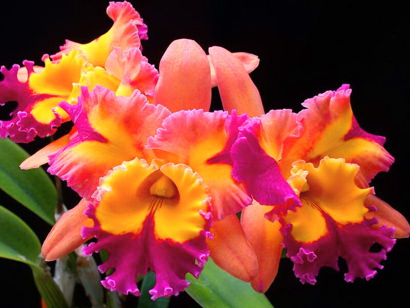 Vibrant Orchid Flowers — Pink