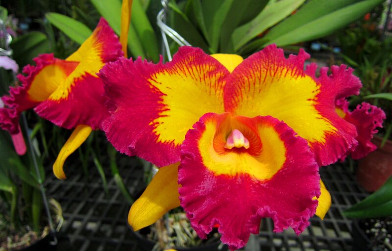 Vibrant Orchid Flowers — Yellow