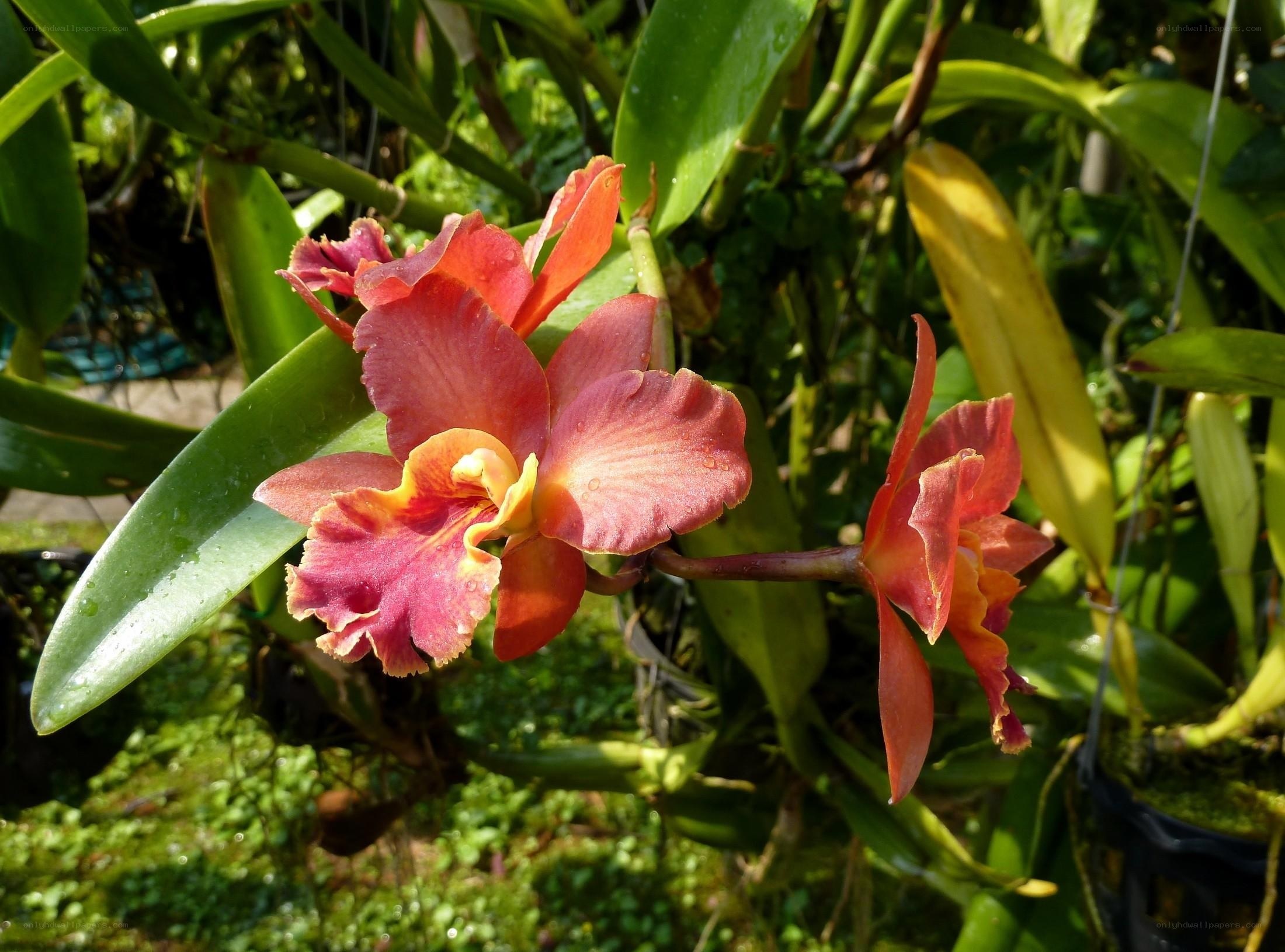 vibrant orchid in sunlight