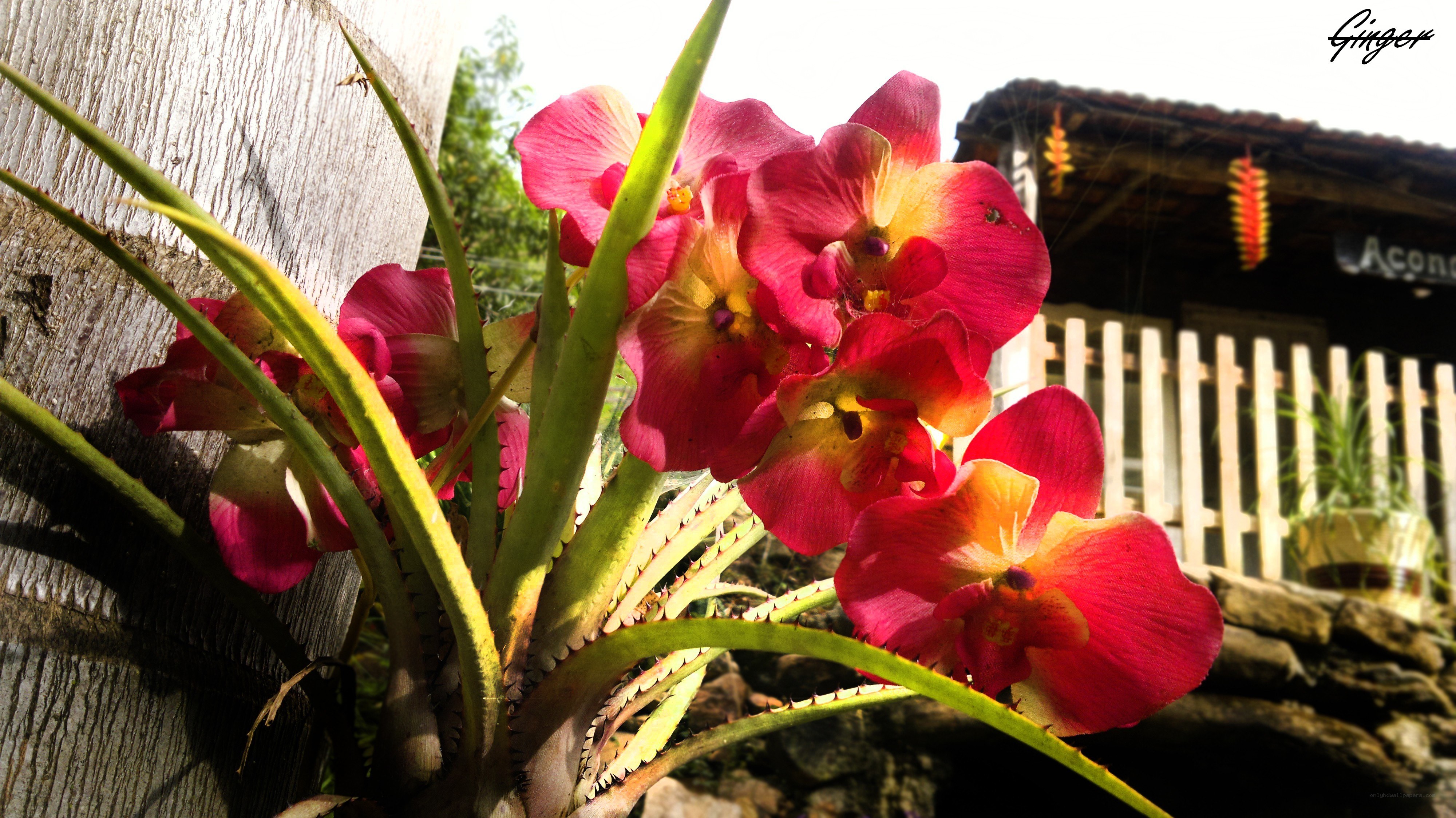 Vibrant orchids in a garden