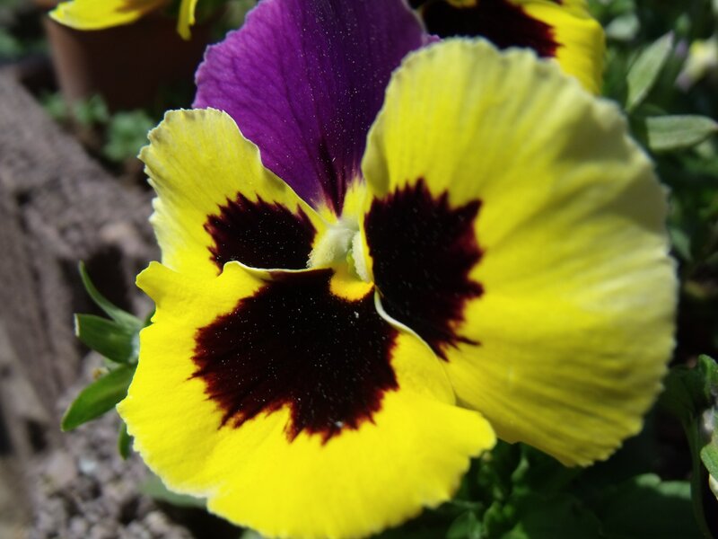 vibrant pansy flower