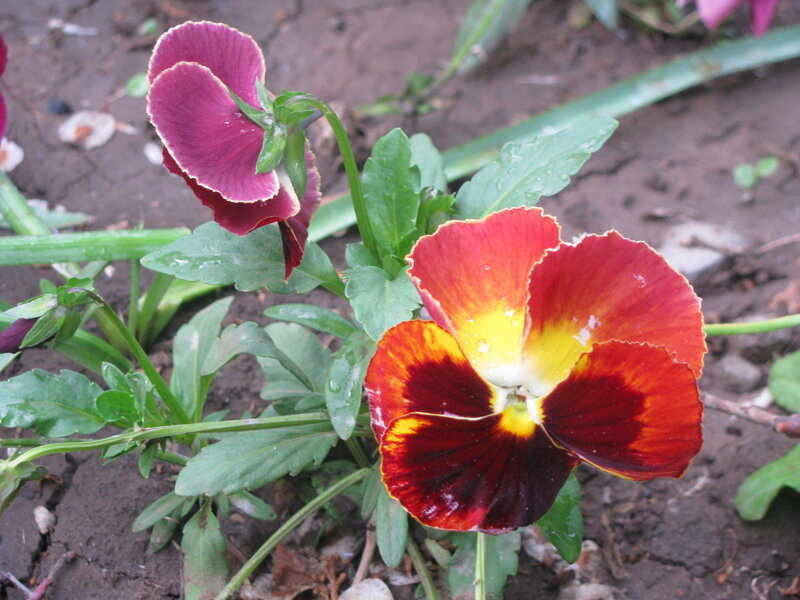 vibrant pansy flowers in garden