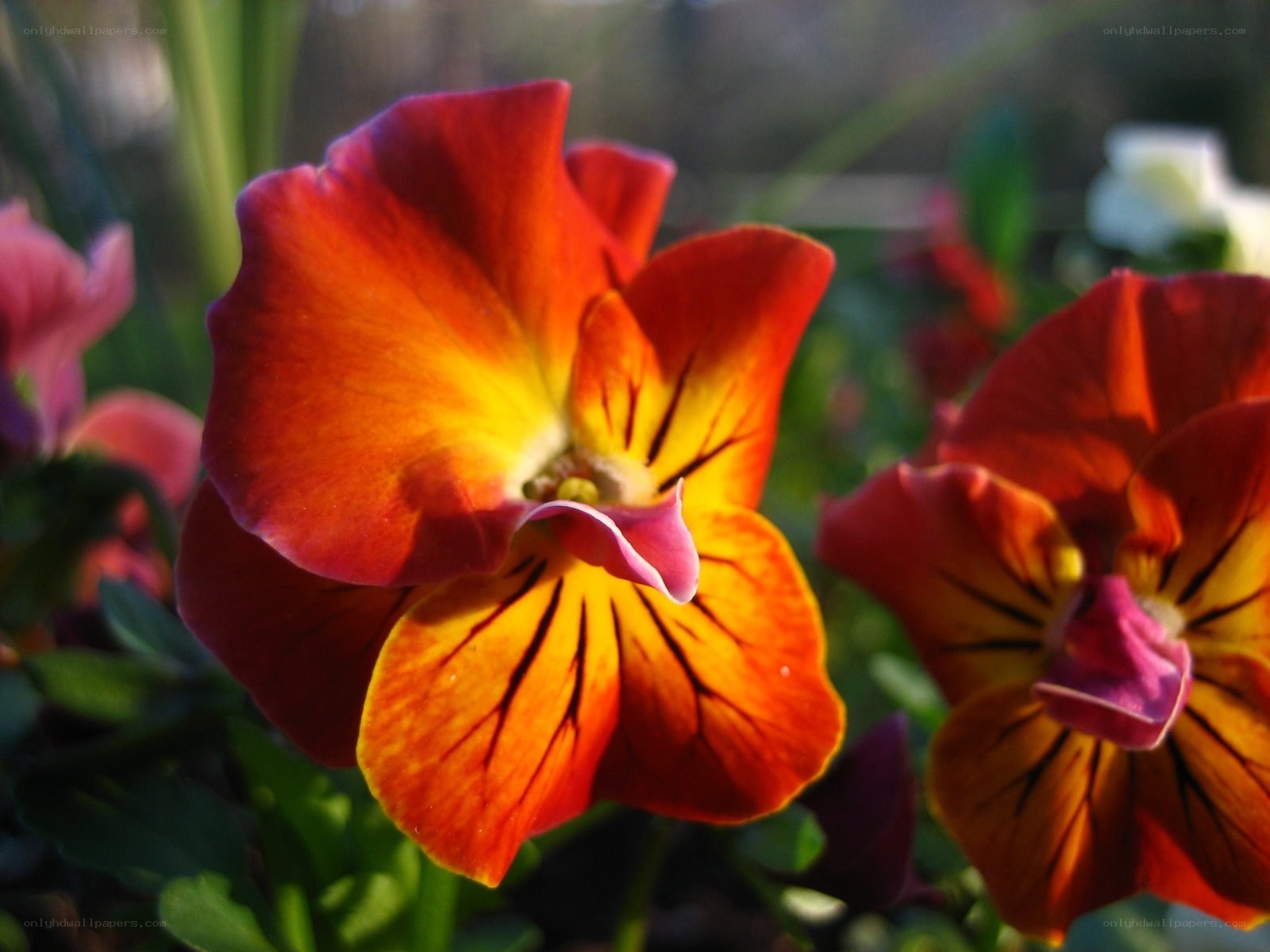 Vibrant pansy flowers in sunlight