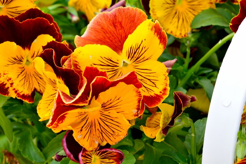 Vibrant Pansy Flowers — Yellow