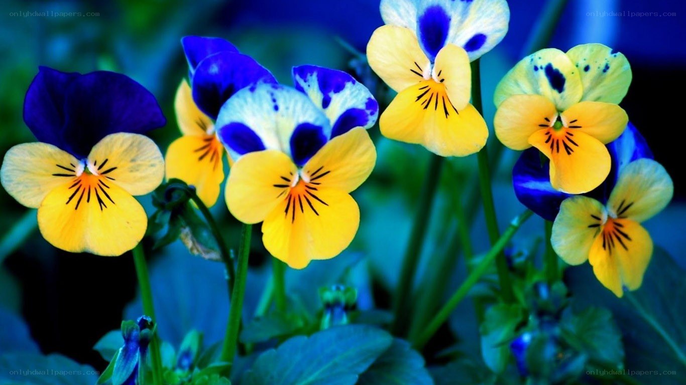 vibrant pansy flowers
