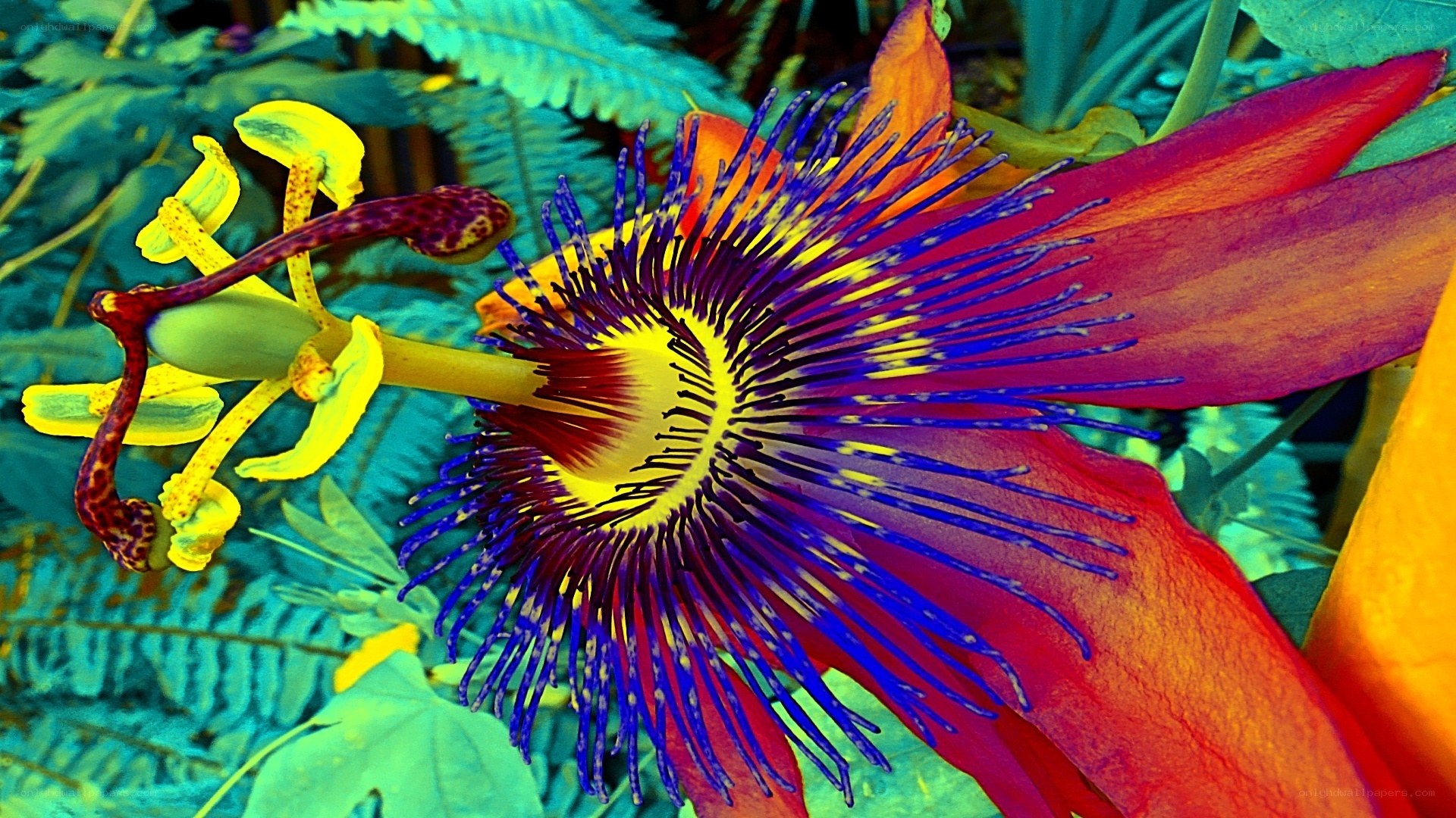 vibrant passion flower close-up