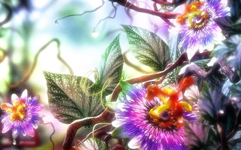 vibrant passion flowers in garden