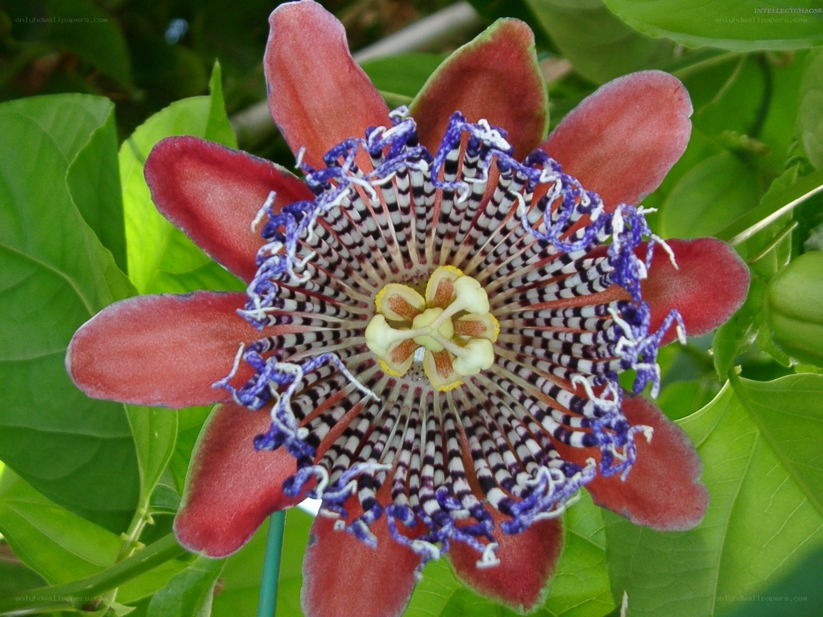 vibrant passionflower bloom