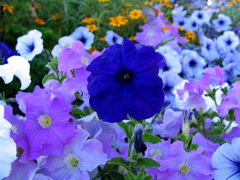vibrant petunia flower garden