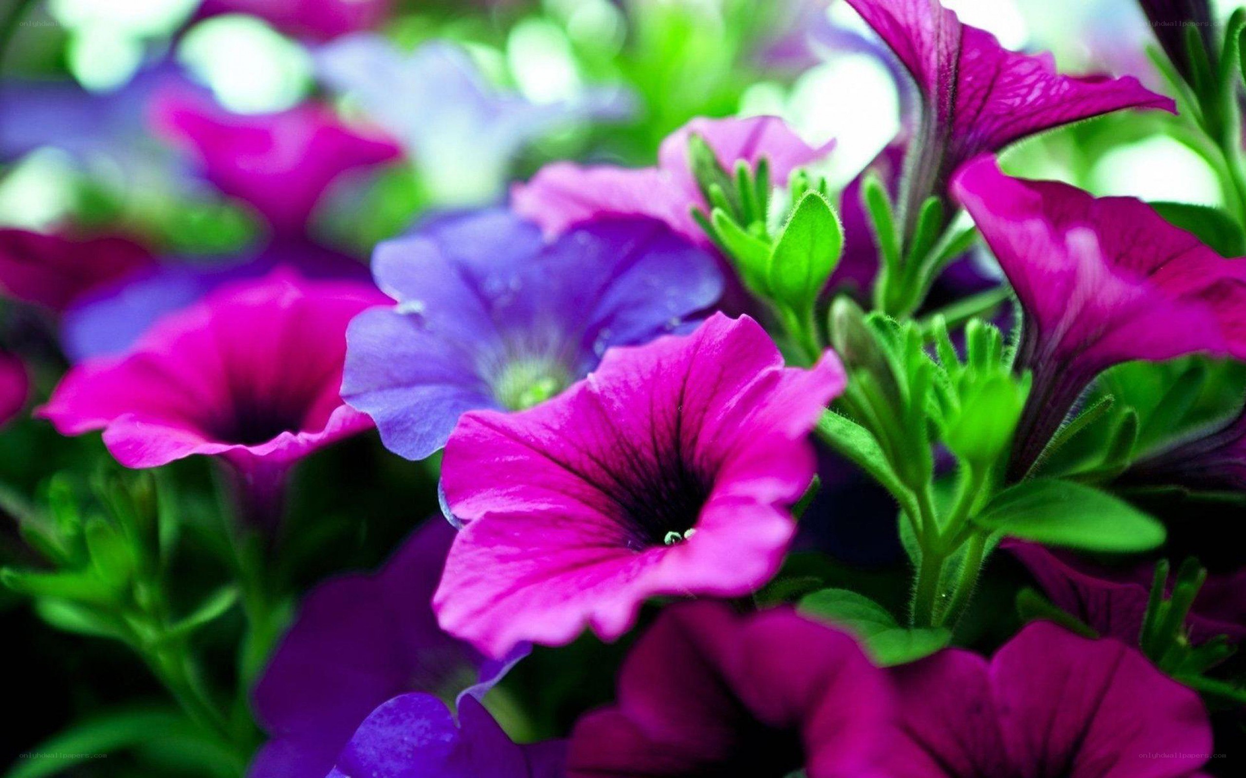 vibrant petunia flowers