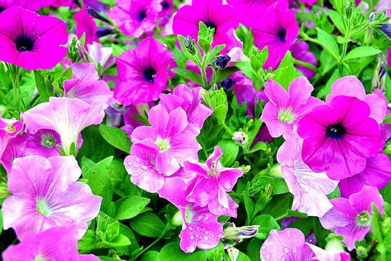 vibrant petunia flowers
