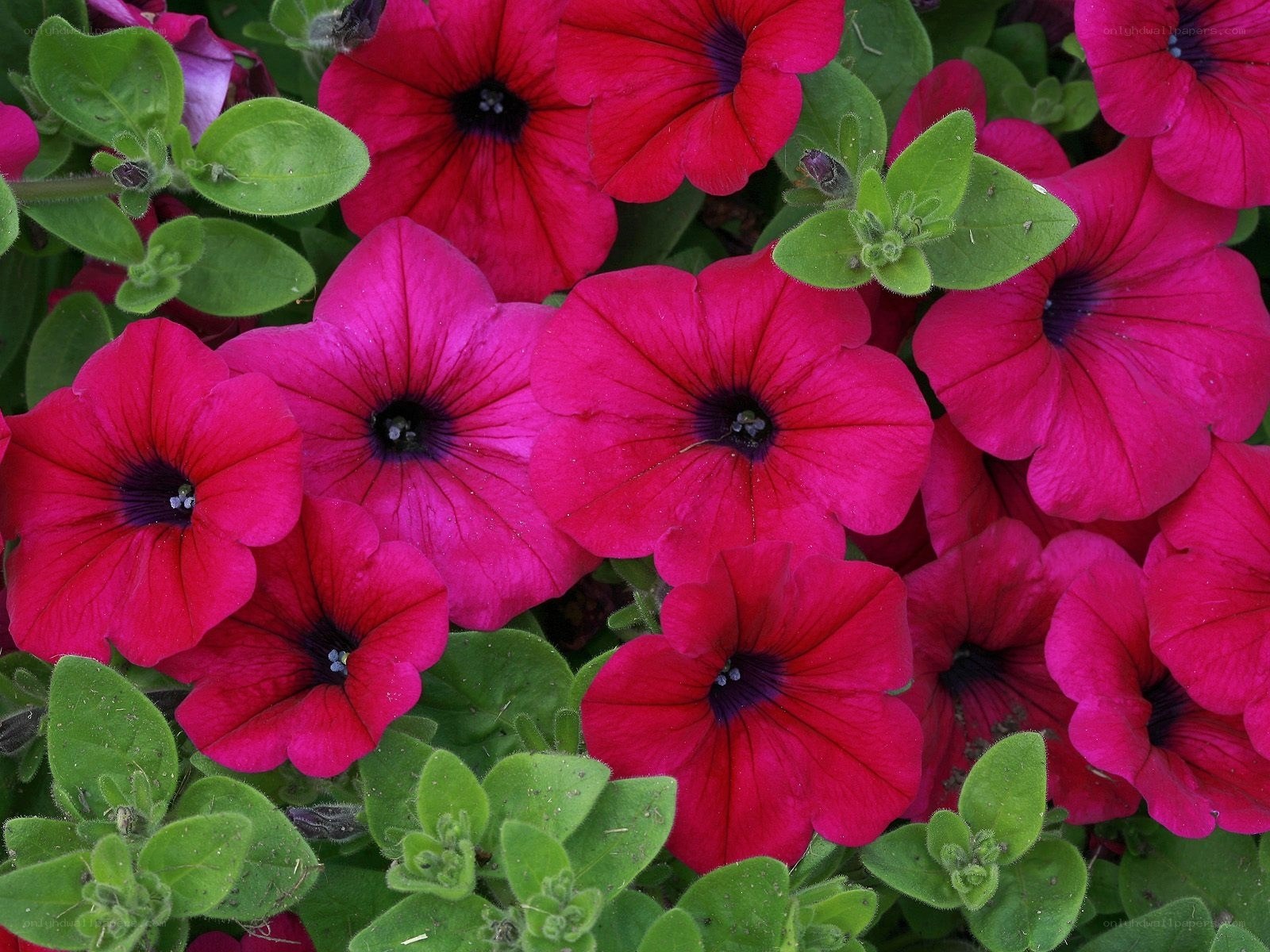 vibrant petunia flowers