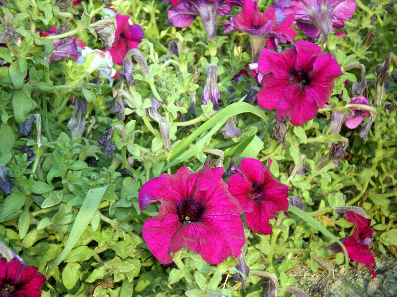 vibrant petunias in a garden