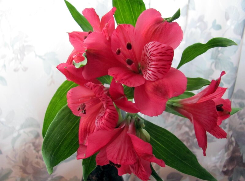 vibrant pink alstroemeria flowers