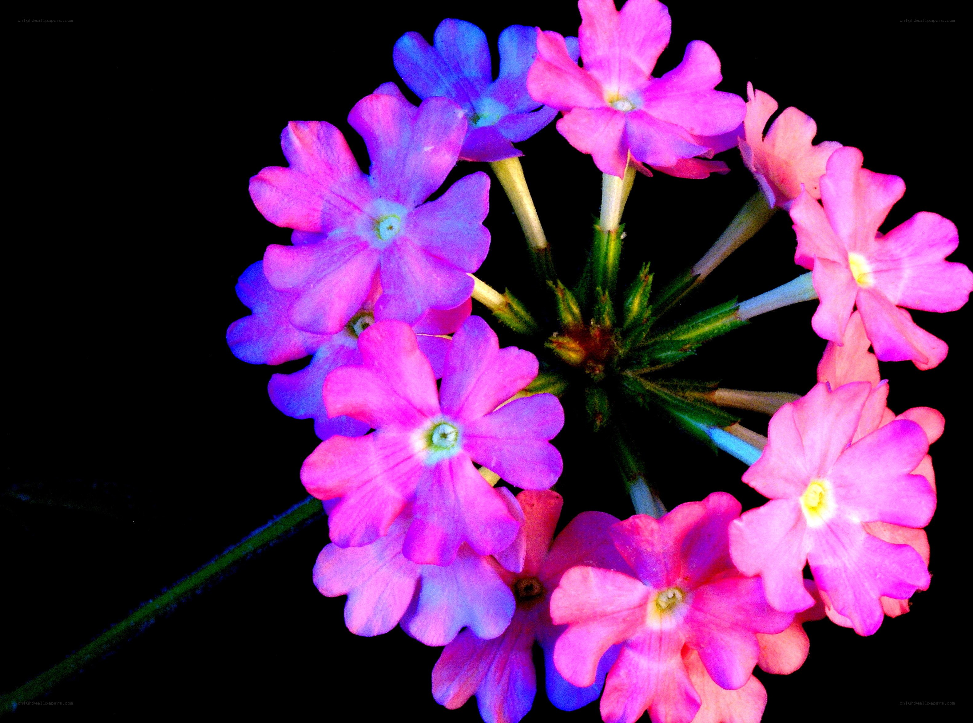 vibrant pink and purple flowers