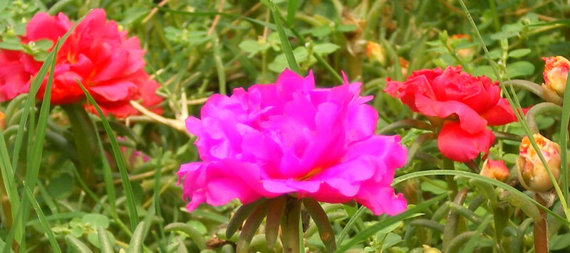vibrant pink and red flowers