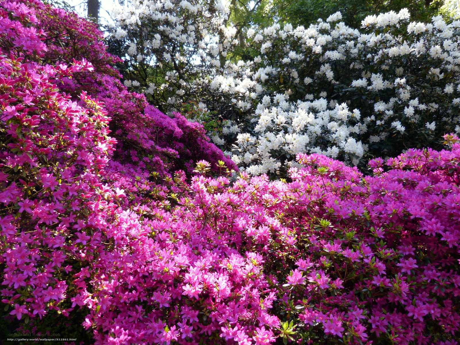 Vibrant pink and white azaleas