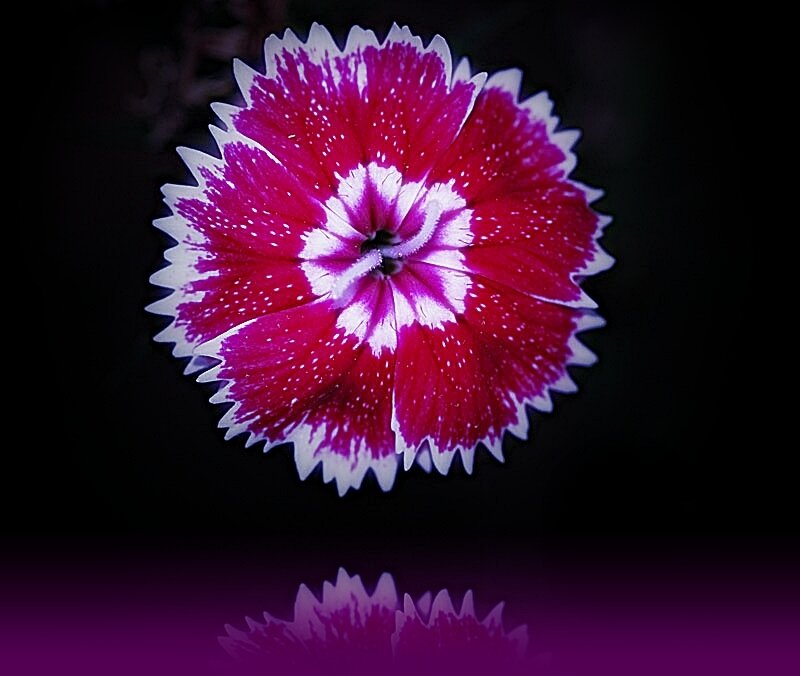 vibrant pink and white flower