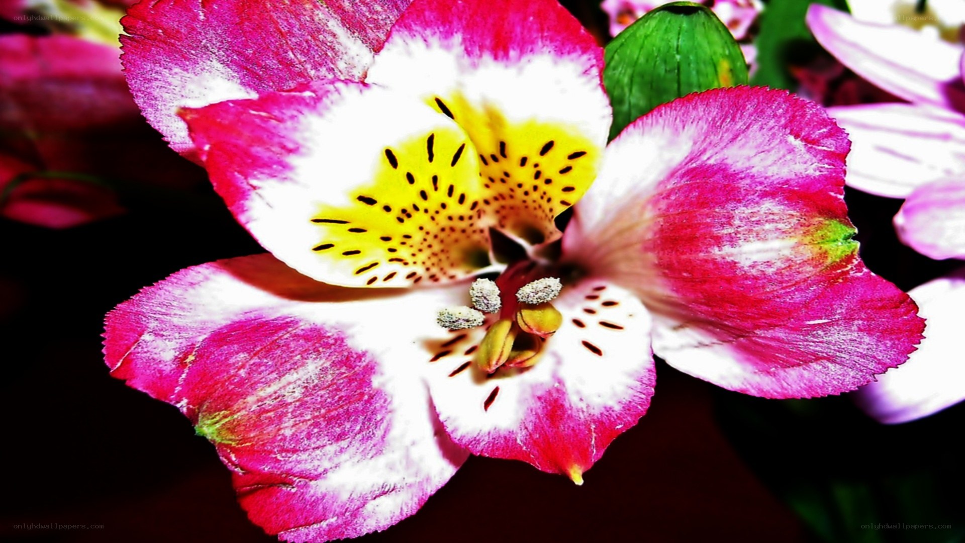vibrant pink and white flower
