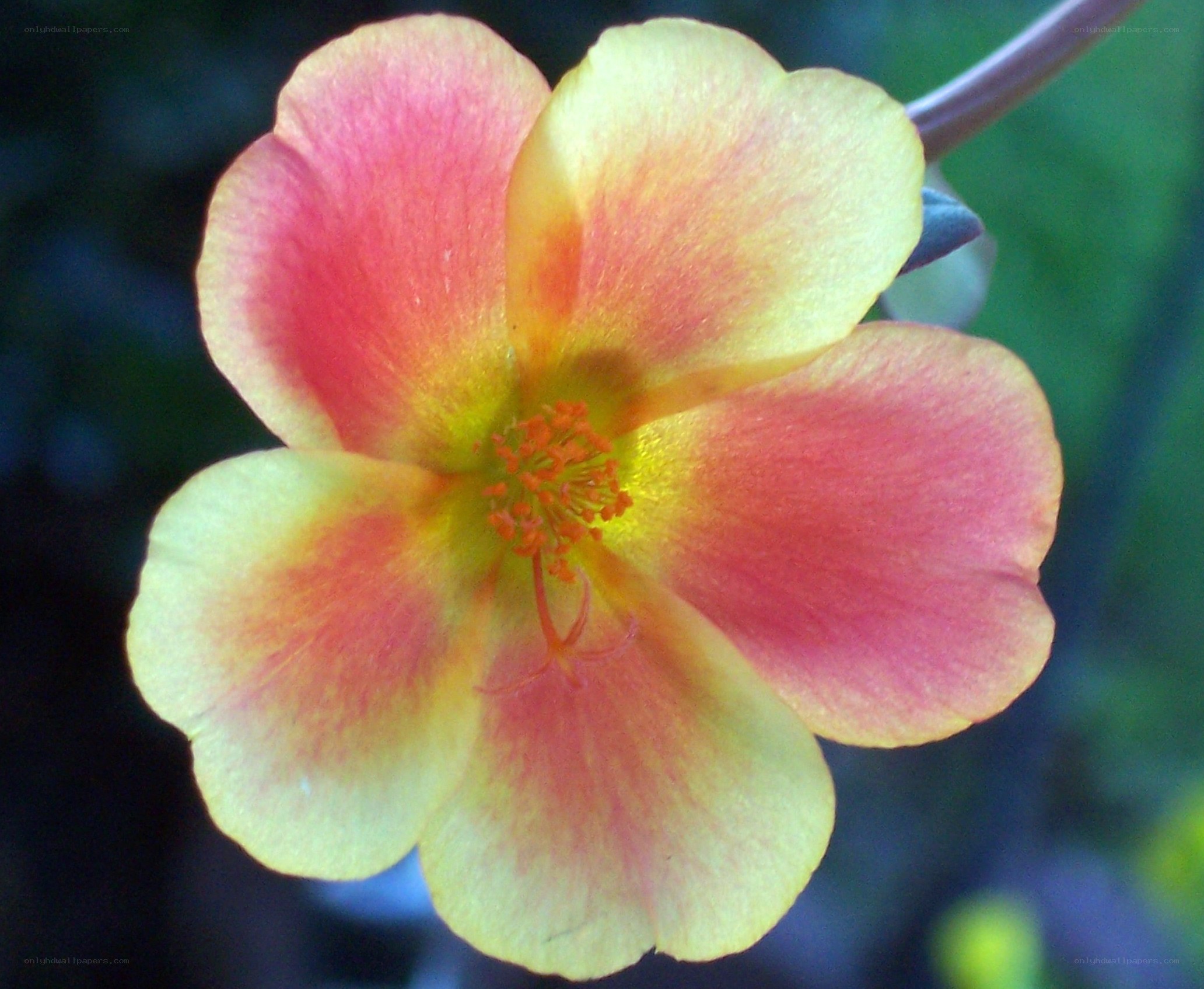 vibrant pink and yellow flower