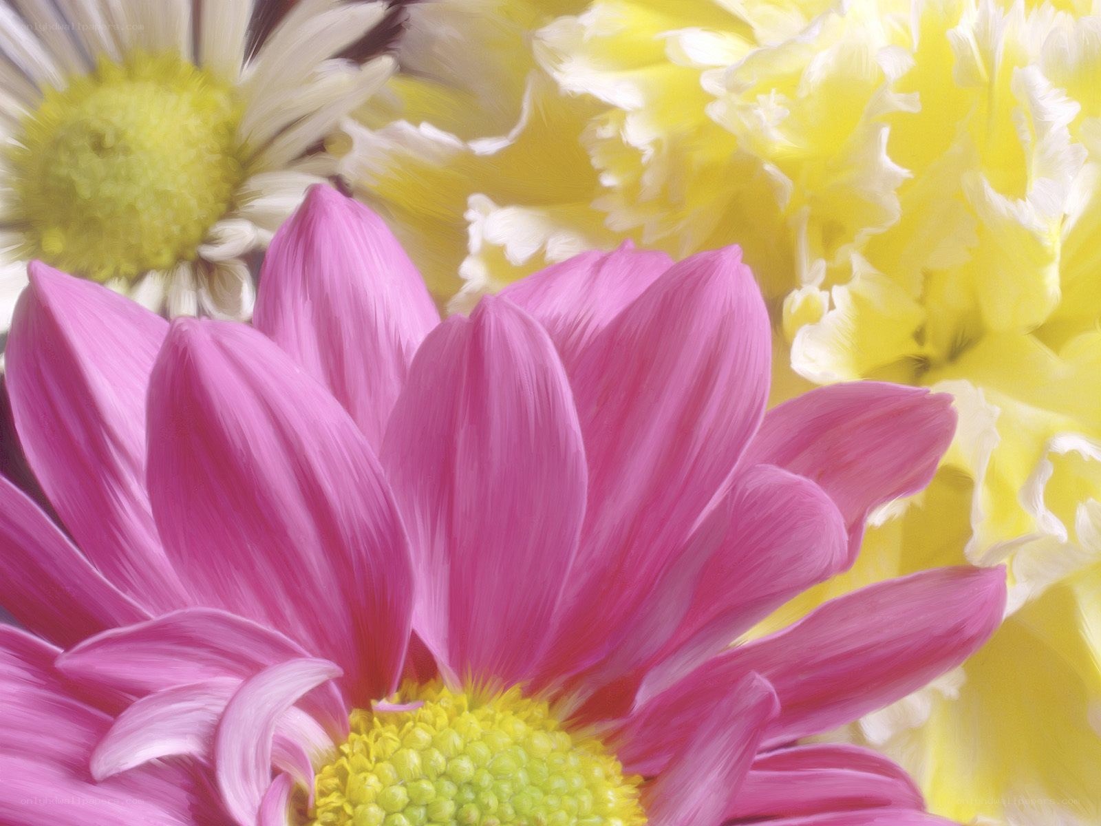 vibrant pink and yellow flowers