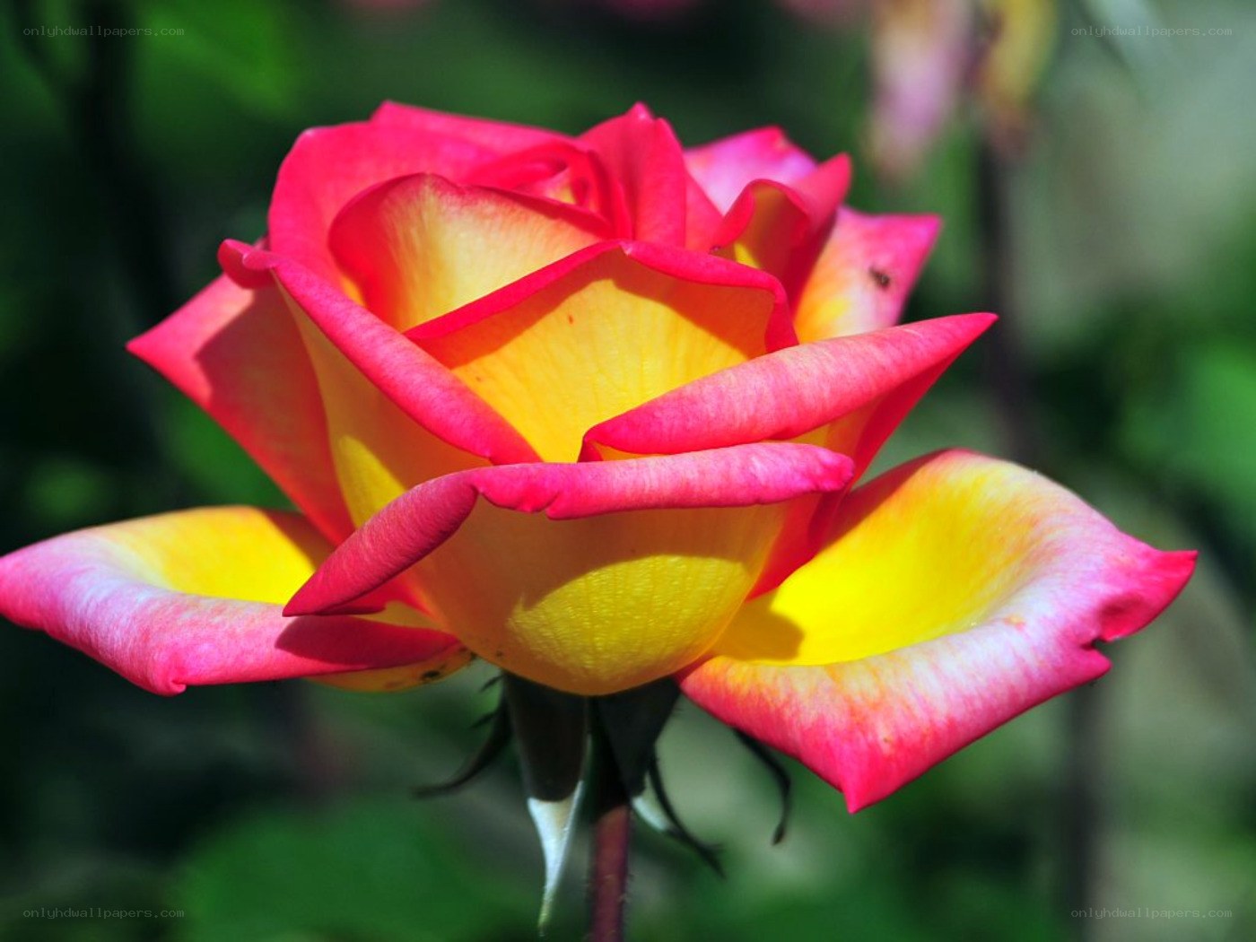 vibrant pink and yellow rose