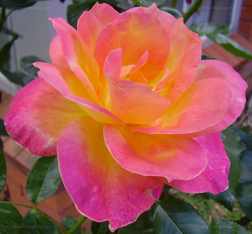 vibrant pink and yellow rose