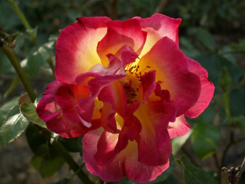 vibrant pink and yellow rose