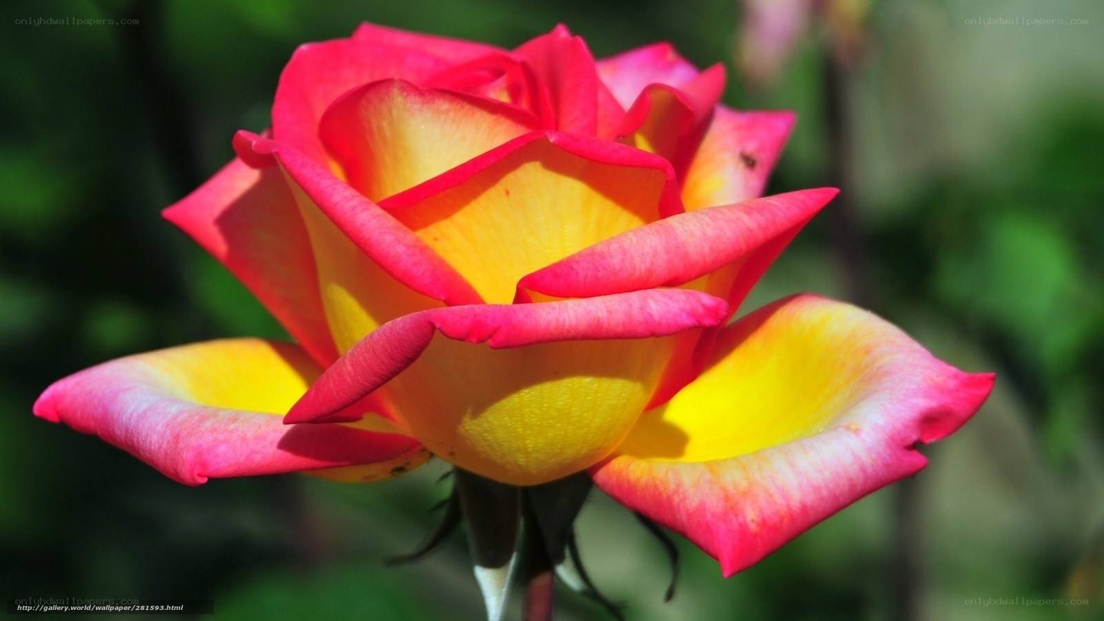 vibrant pink and yellow rose