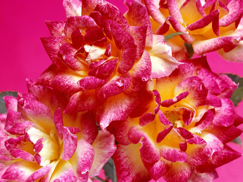 vibrant pink and yellow roses