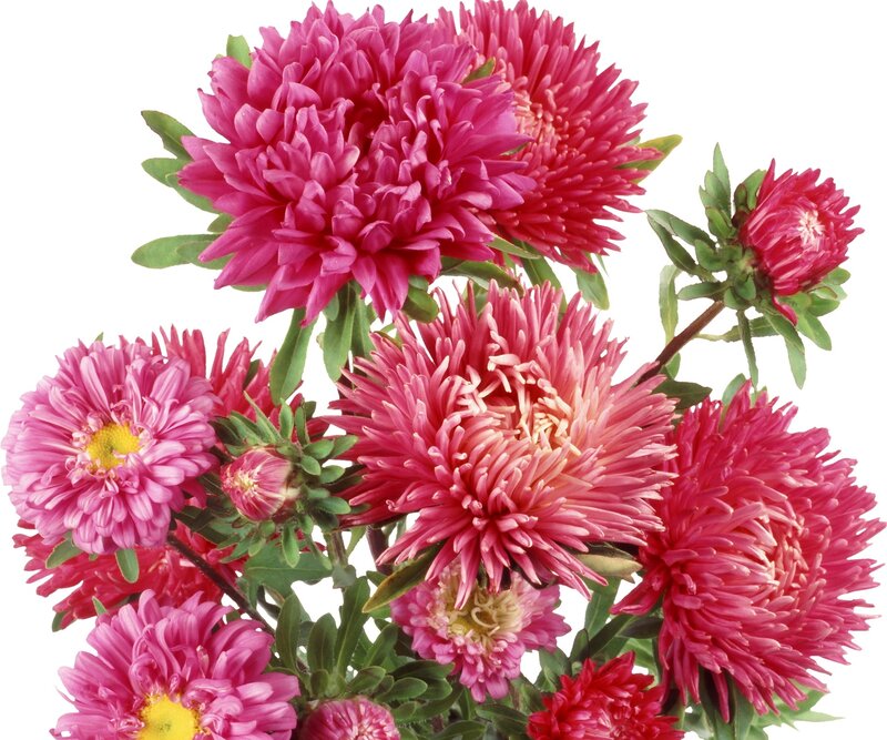 vibrant pink asters