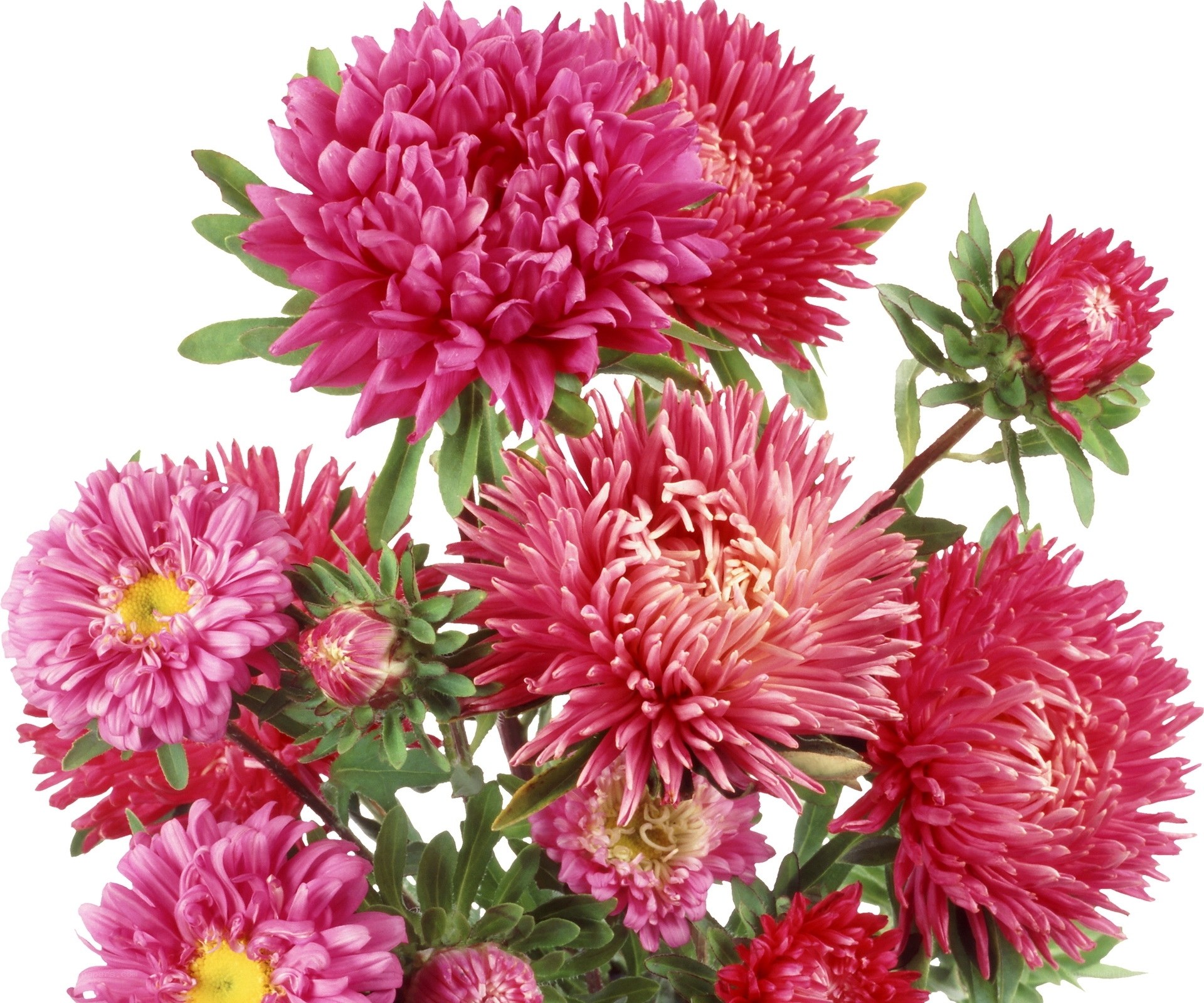 vibrant pink asters
