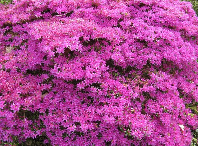 Vibrant pink azalea bloom