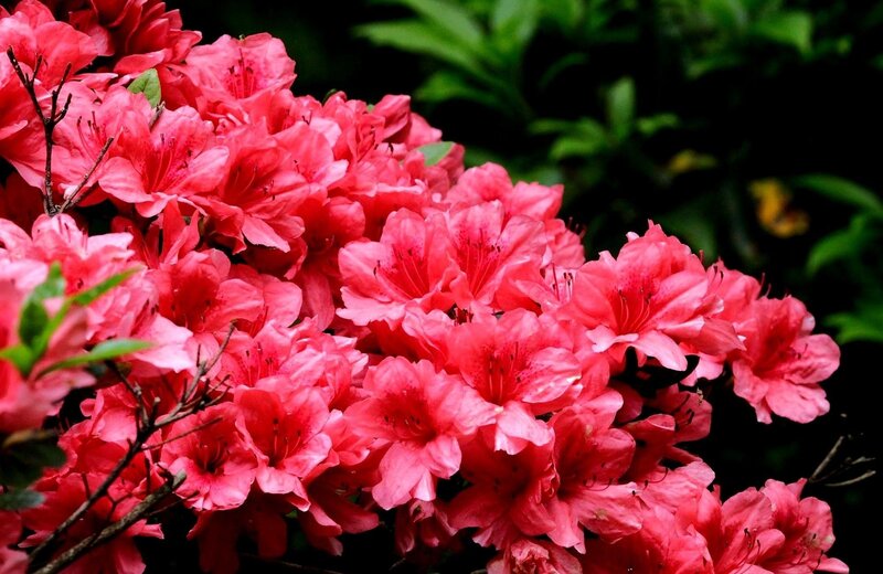 vibrant pink azalea blossoms