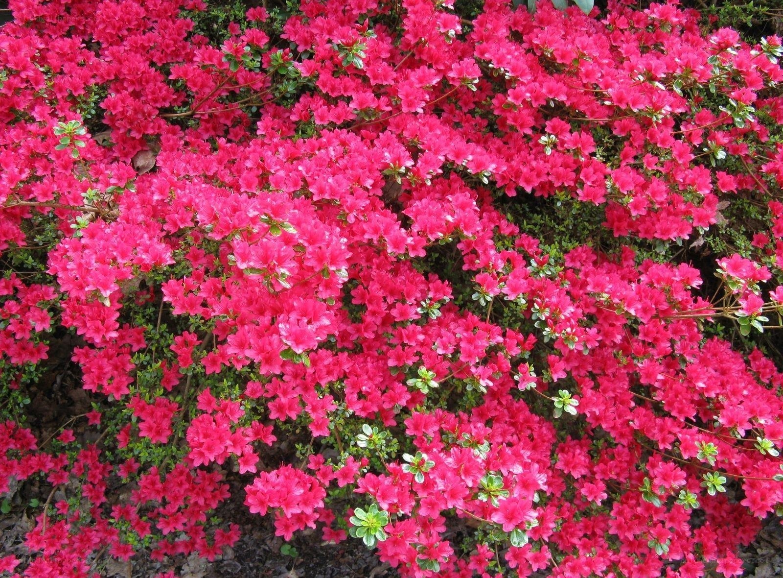 vibrant pink azalea blossoms