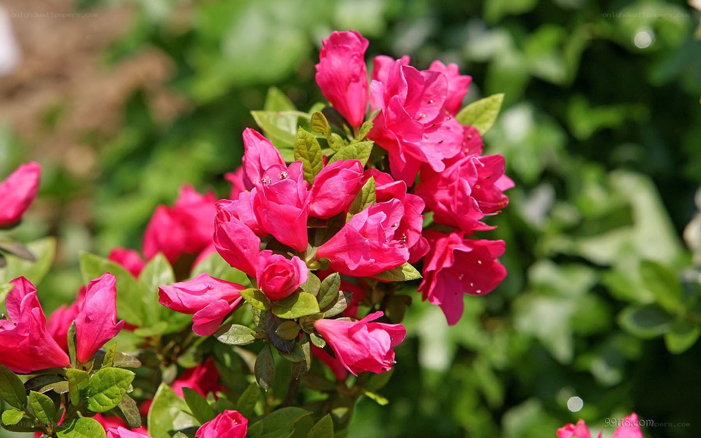 vibrant pink azalea blossoms