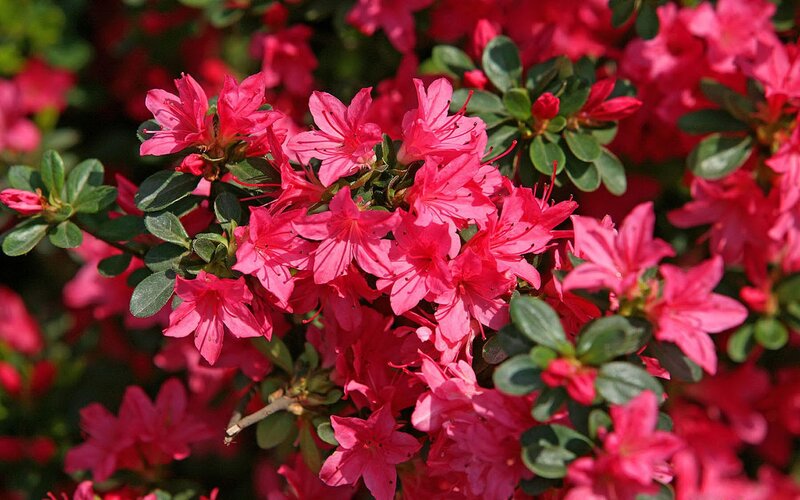 vibrant pink azalea blossoms