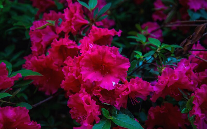 vibrant pink azalea blossoms