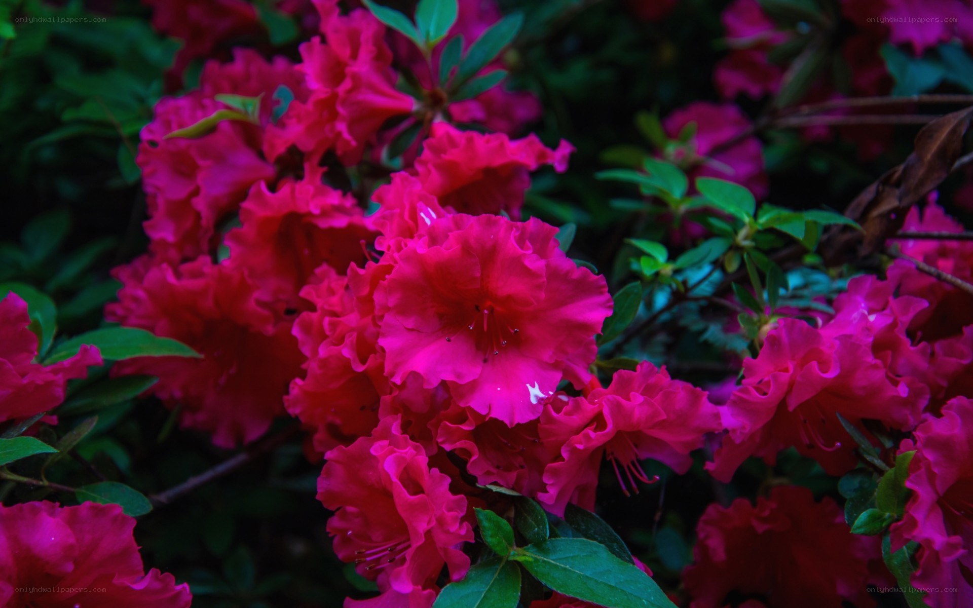 vibrant pink azalea blossoms