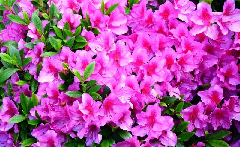 vibrant pink azalea blossoms