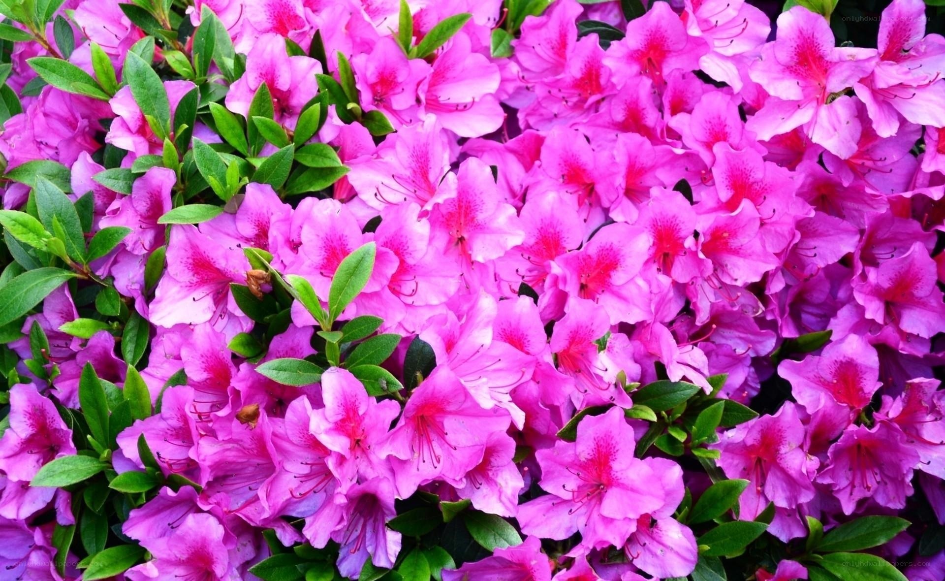 vibrant pink azalea blossoms