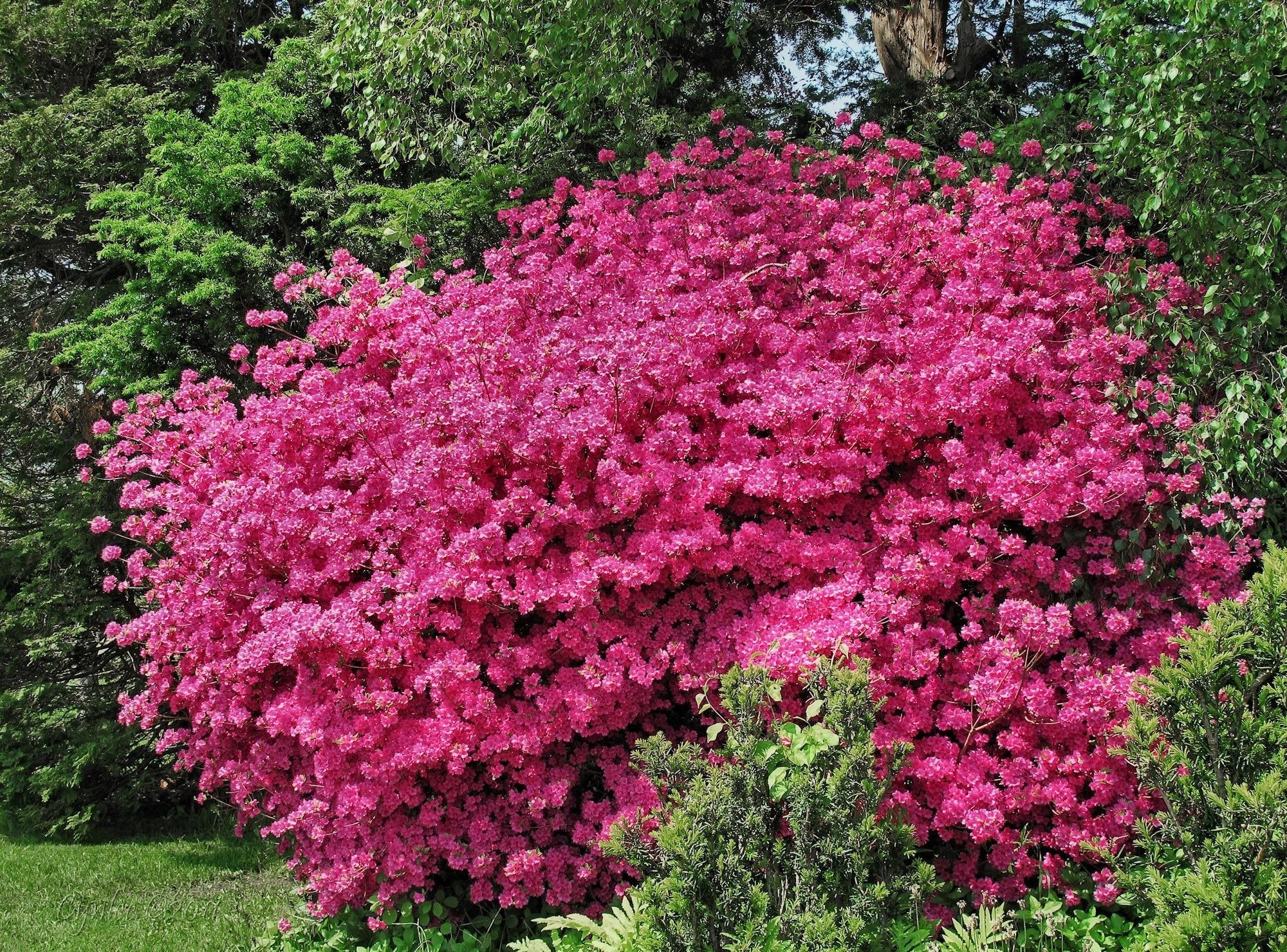 Vibrant pink azalea bush