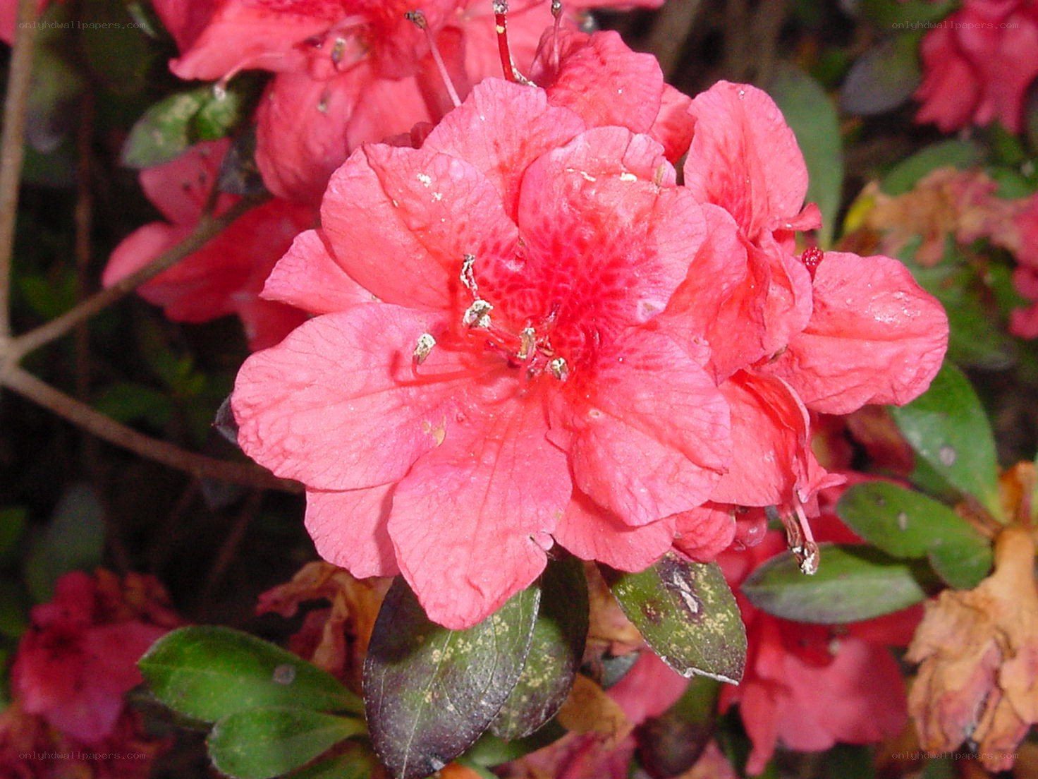 vibrant pink azalea flower
