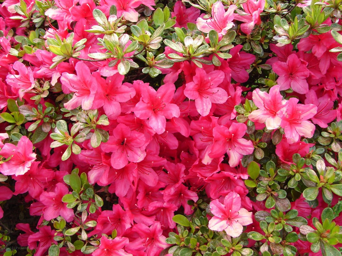 vibrant pink azalea flowers