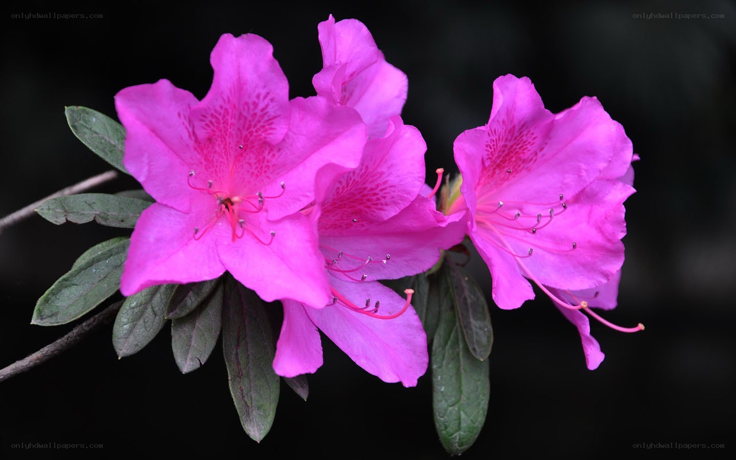 vibrant pink azalea flowers