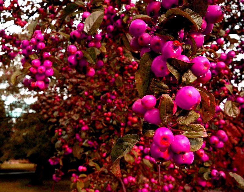 vibrant pink berries on a tree