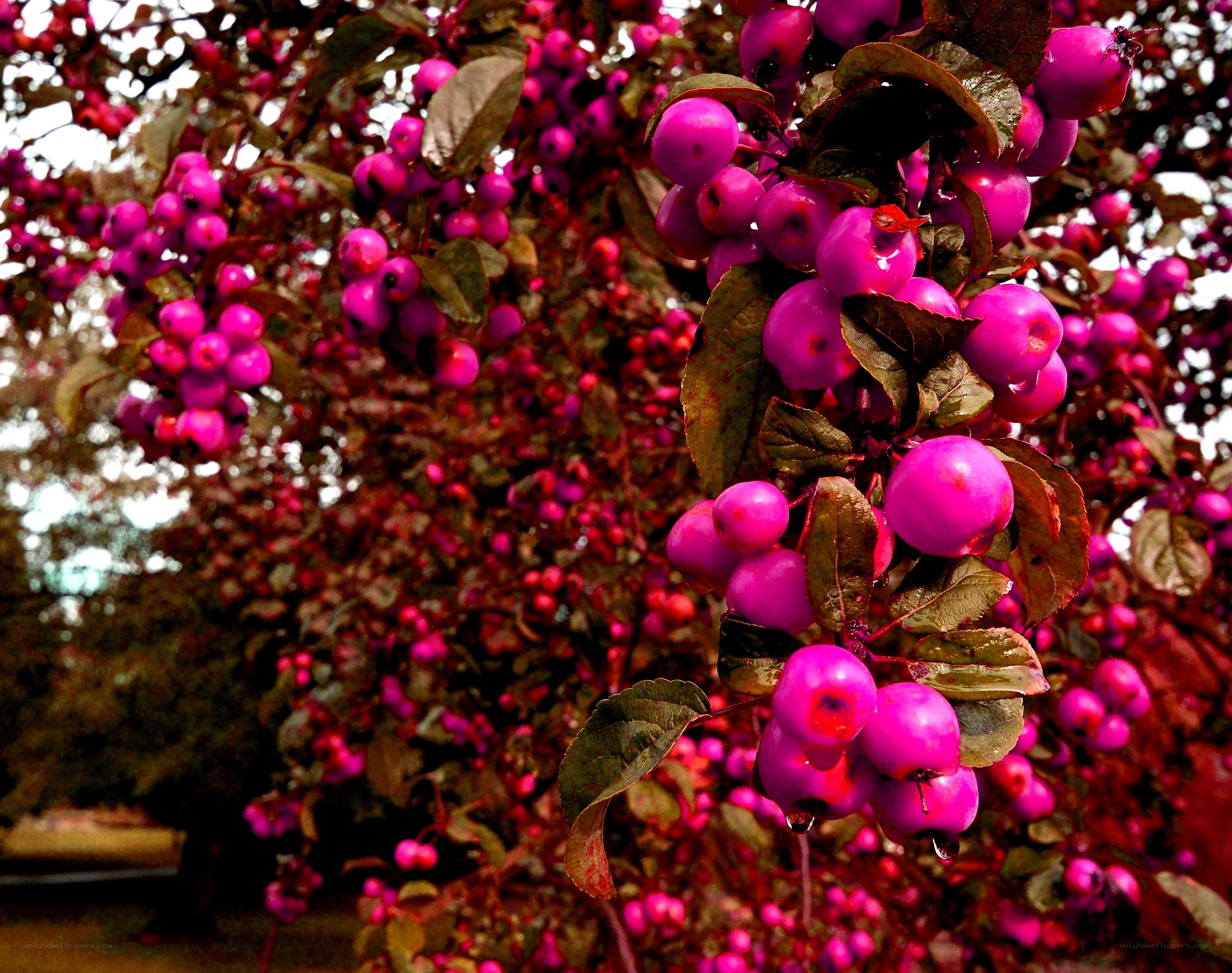 vibrant pink berries on a tree