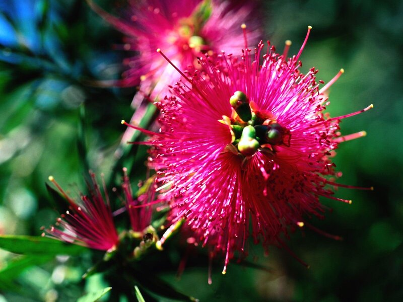 vibrant pink bottlebrush flower