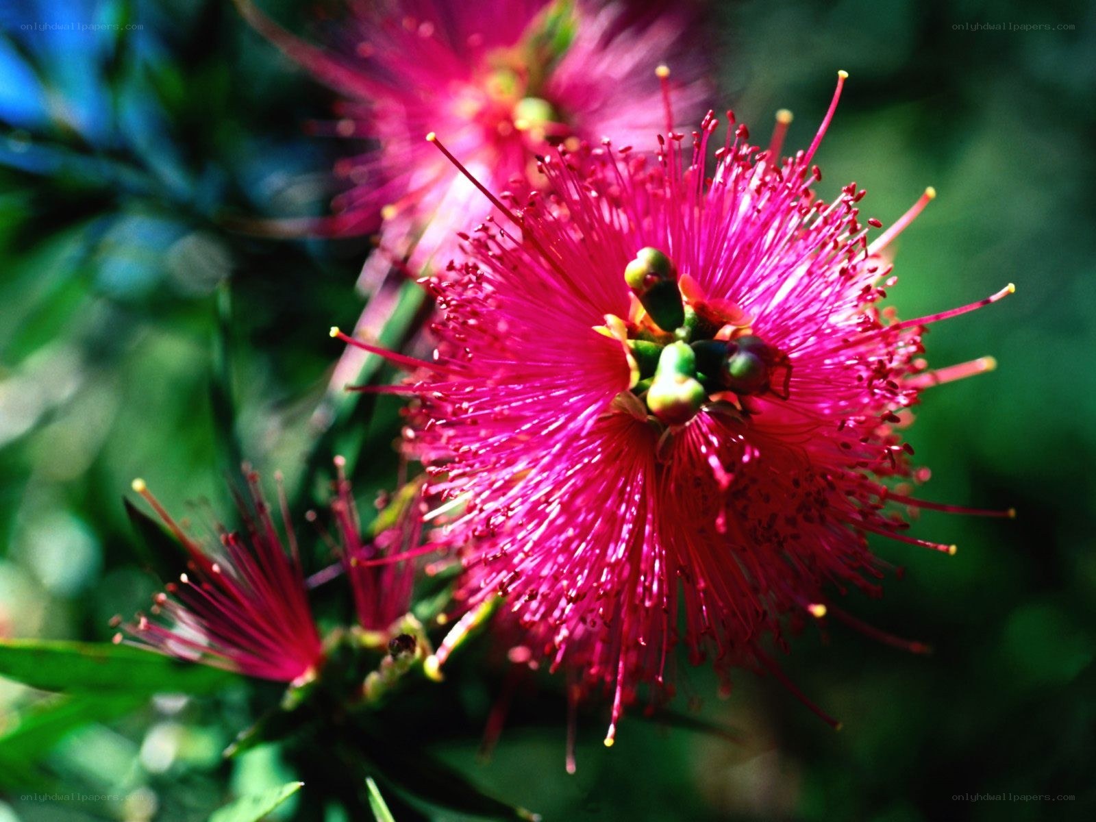 vibrant pink bottlebrush flower